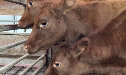Hamas Cites ‘Red Heifers’ Import to Israel as War Cause