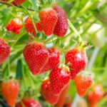 Strawberries coated with edible nanoparticles last 15 days longer